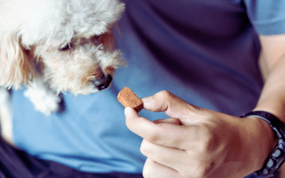 Heartworm Disease: Risks, Symptoms, and Prevention