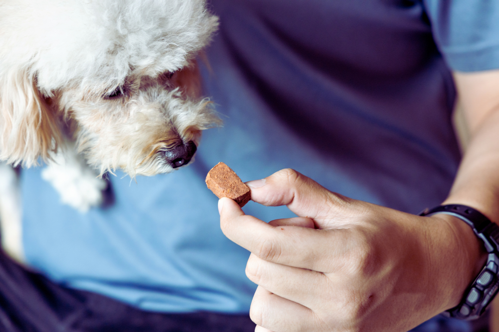 Heartworms Pet owner is giving their dog a heartworm prevention pill.