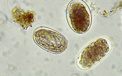 Hookworms in Dogs and Cats: Symptoms, Risks, and Treatment