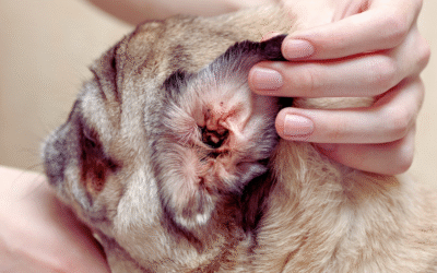 Mites in Dogs and Cats: Types, Symptoms, and Treatment Options