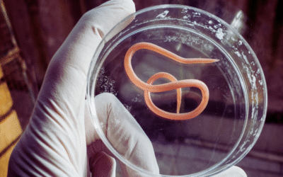 Roundworms in Pets: What Oklahoma Pet Owners Need to KnowRoundworms