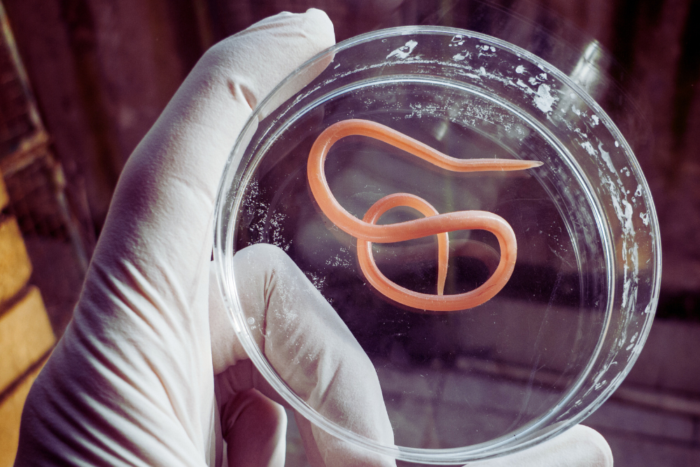 Roundworms Roundworm in a petri dish being held by a gloved hand.