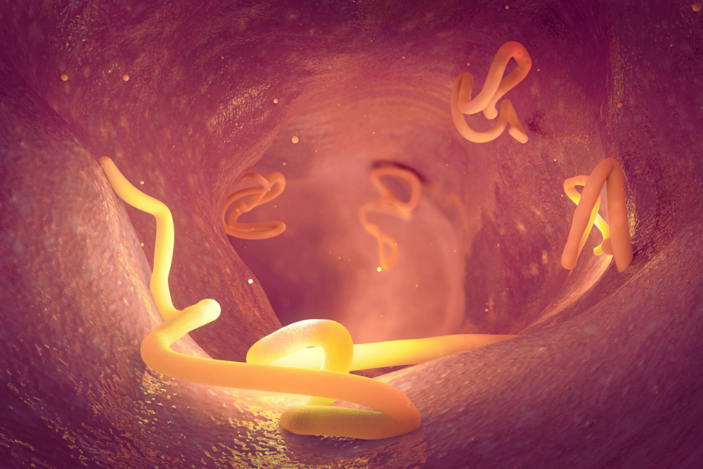 Tapeworms Photo of tapeworms inside the body.