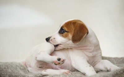 Understanding Common Allergens That Affect Cats and Dogs