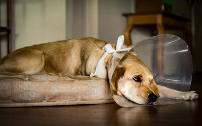 Spay and Neuter Benefits for Oklahoma City Pets