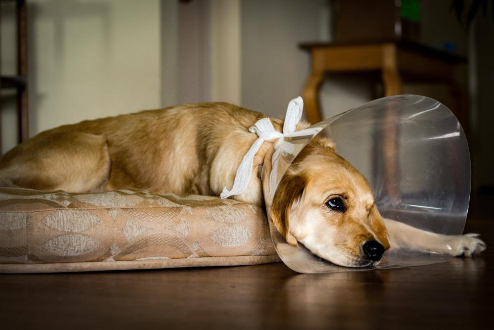 Spay and Neuter Dog laying down wearing cone after his neuter surgery.