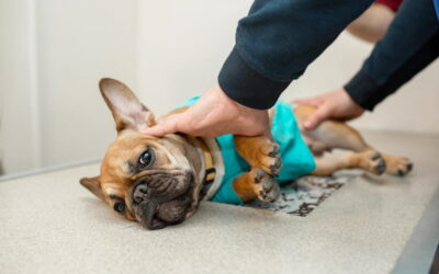 What Happens During a Spay or Neuter Surgery?