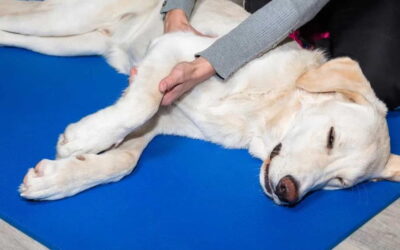 Spay and neuter FAQs