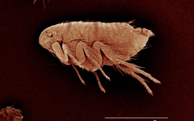 Fleas