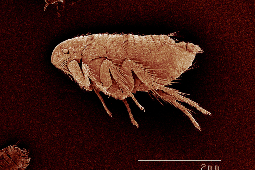 fleas A microscopic image of a flea.