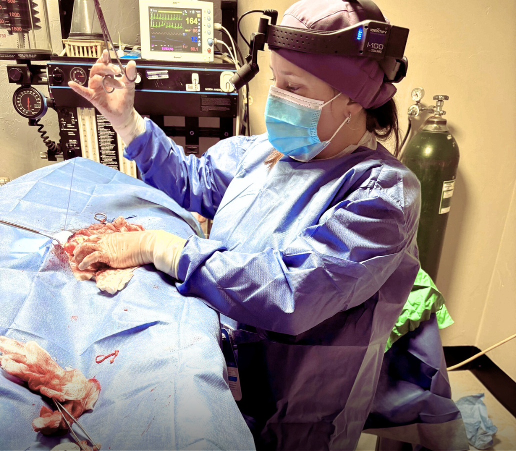 Dr. Bachman performs surgery.