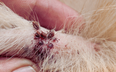 Ticks on dogs and cats Are a Serious concern