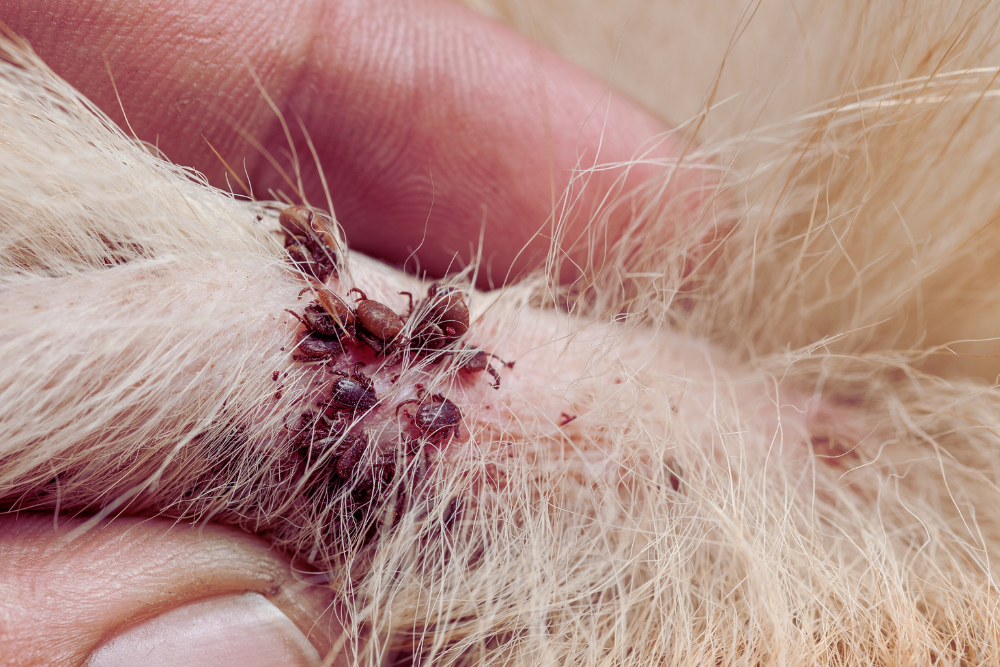 ticks Tick infestation on a dogs leg.