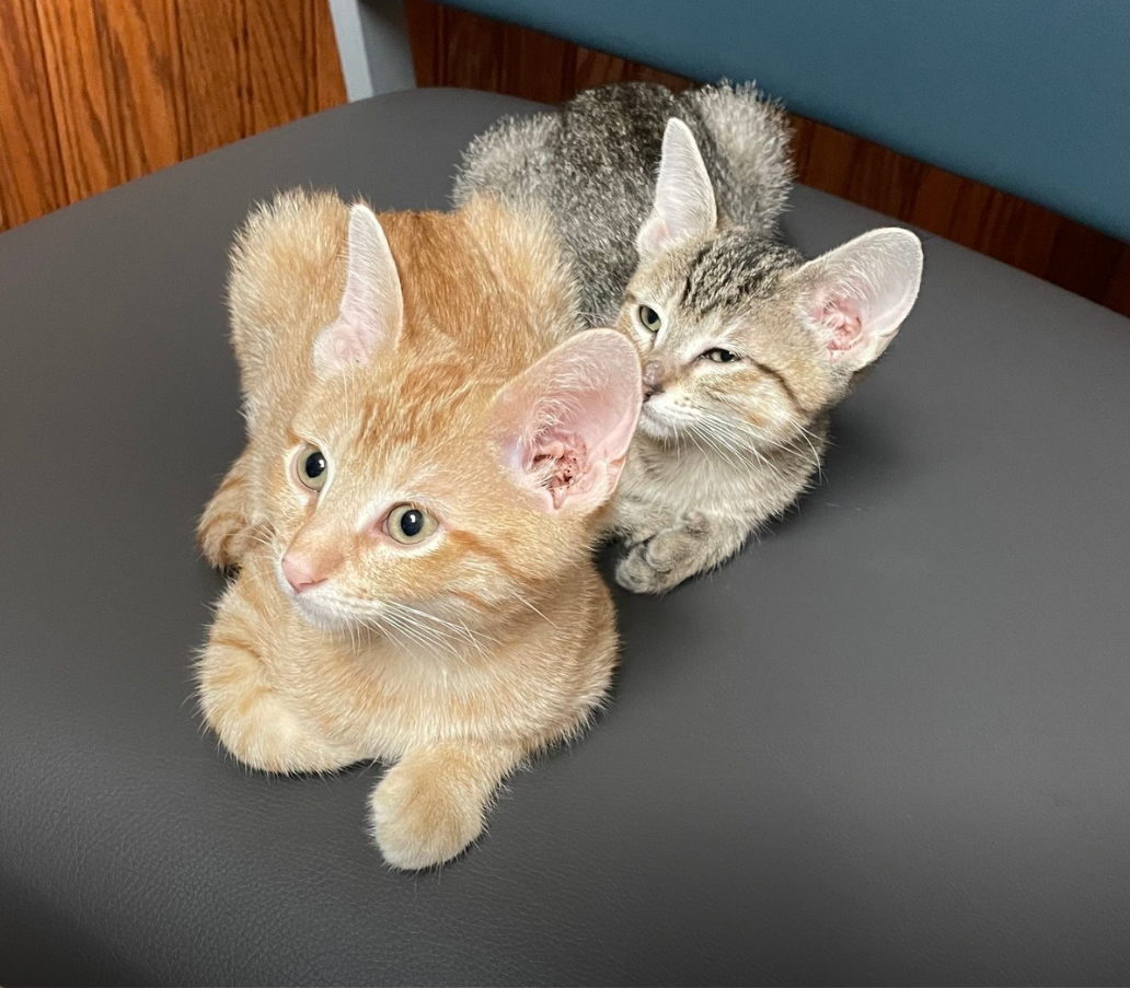 Two kittens sitting on exam chair.