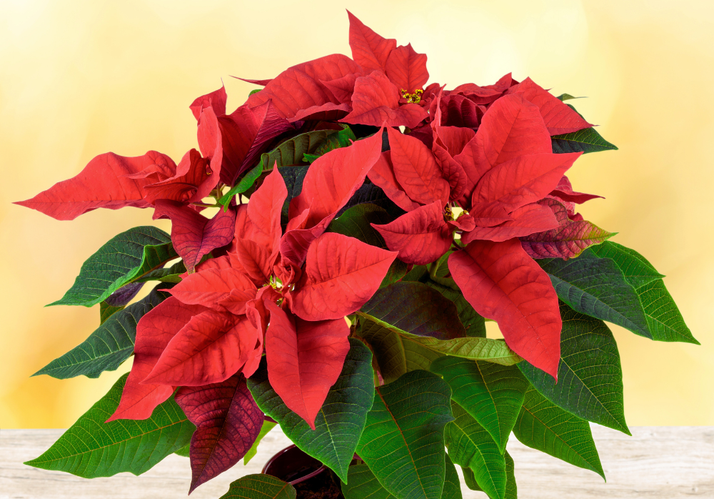Poinsettia plant on a table.