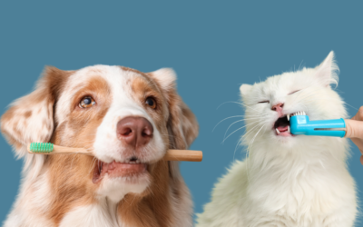 The Hidden Dangers of Dental Disease