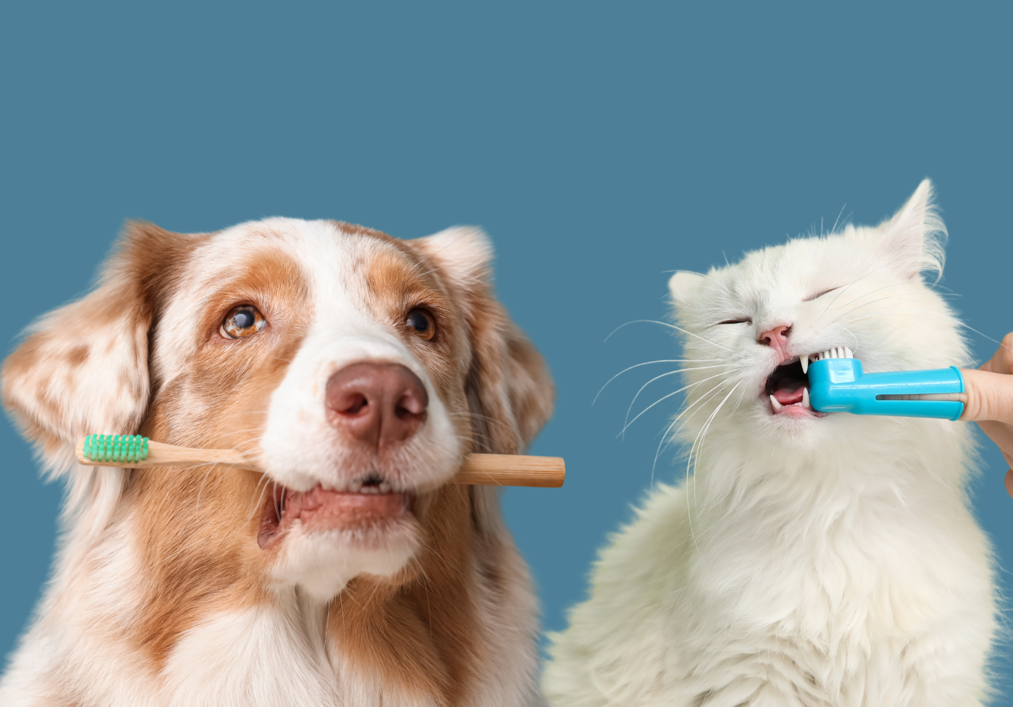 Dog holding a toothbrush in its mouth and cat getting its teeth brushed to fight dental disease.