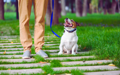 Pet Safety on OKC Trails, Parks, and Lake Hefner This Spring