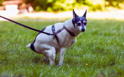 Why Picking Up Pet Waste Matters: Health, Safety, and Community Cleanliness