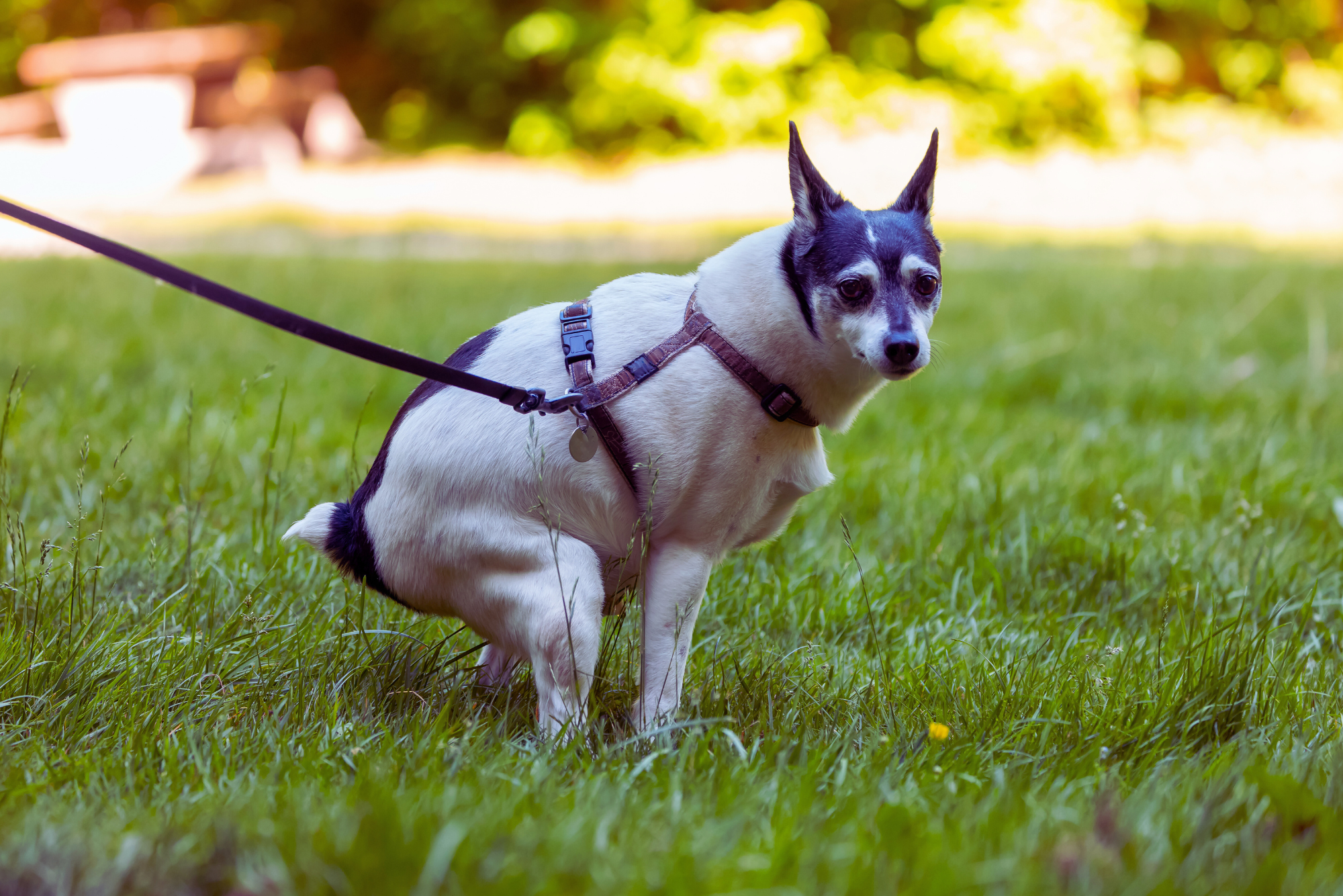 Dog squatting to poop in harness and leashed on grass.