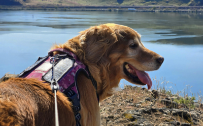 The Complete Senior Pet Care Guide: Mobility, Diet, and Quality of Life