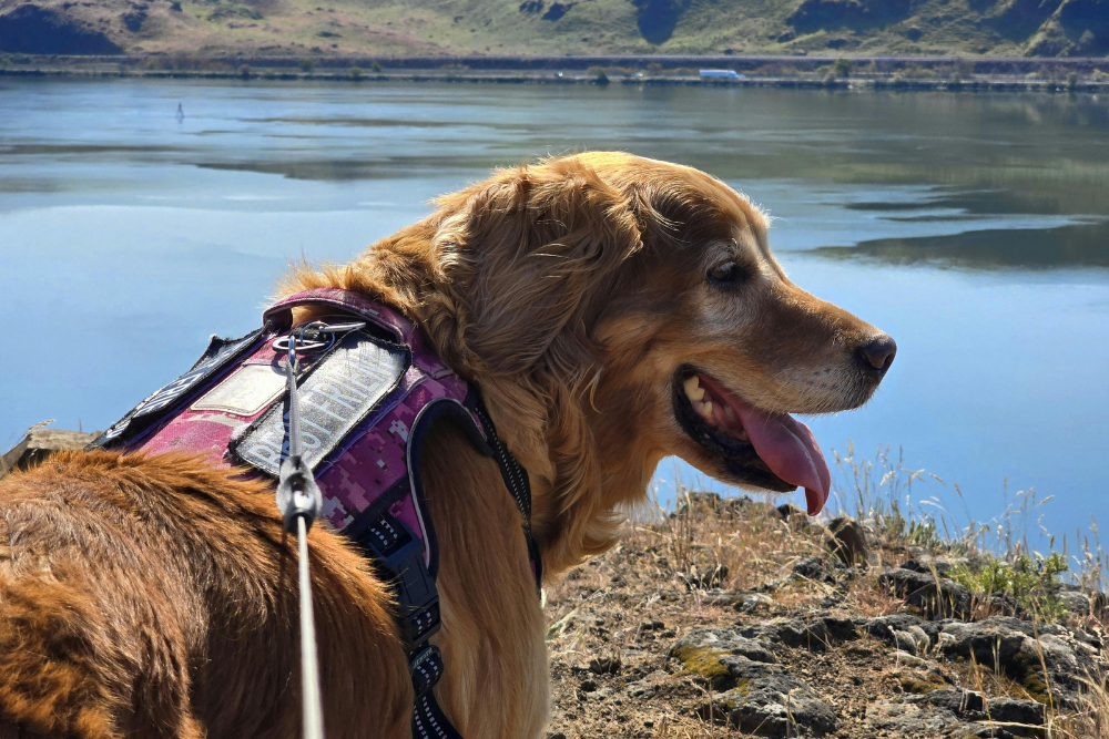 Senior Pet with harness and leash is outside enjoying the day beside a body of water.