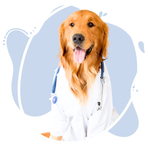 Placeholder image of a golden retriever in a lab coat.