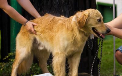 Heatstroke in Pets