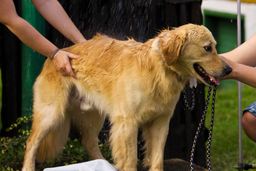 Golden retriever at risk for heatstroke cools off with help of humans rinsing him in pool.