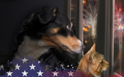 Prepare Your Pet for Fireworks Season