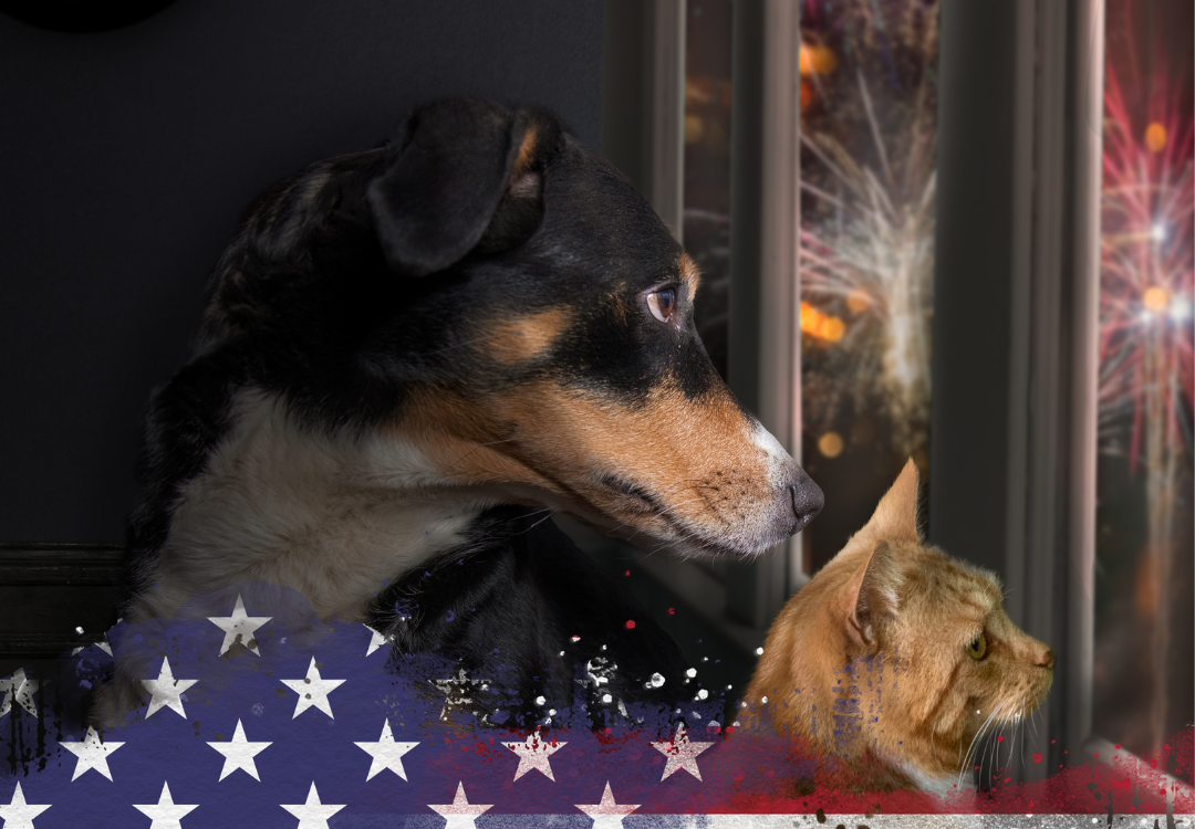 Dog and cat stare outside the window at fireworks display. American flag overlays the image at the bottom.