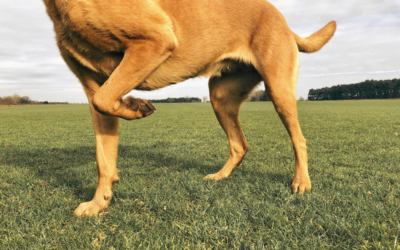 Recognizing Pain in Pets: Signs Owners Often Miss