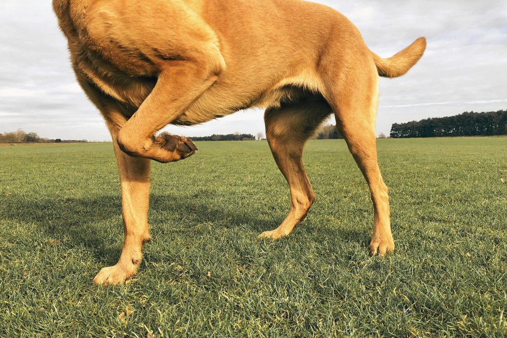 Dog holds its front left paw up while standing 3 legs on grassy field.