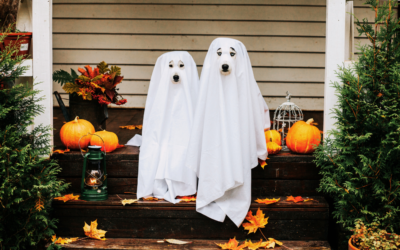 Pet Halloween Safety