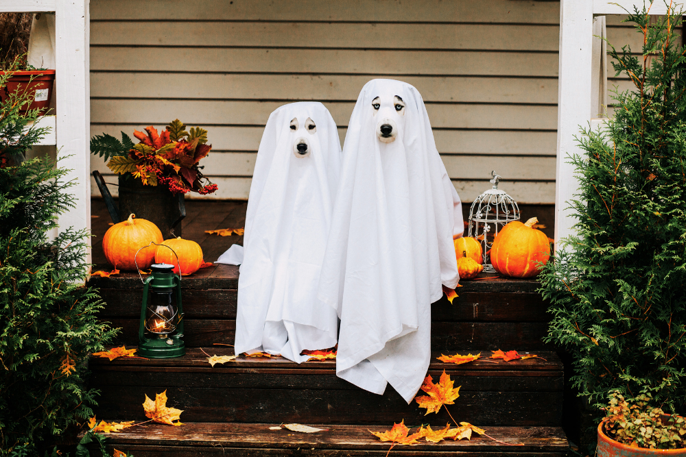 Two dogs dressed as ghosts on a porch decorated for fall.